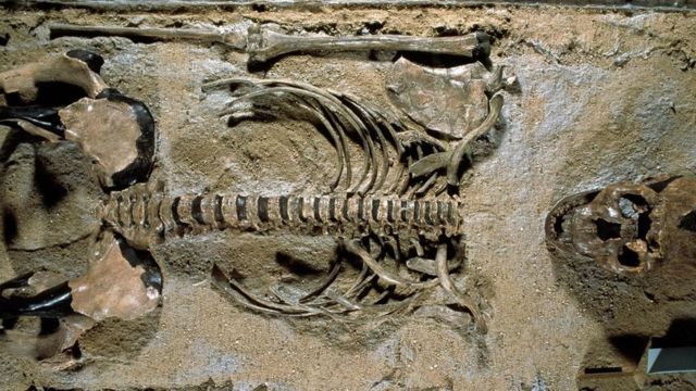 Кістки доісторичної людини