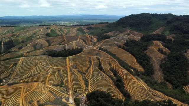 亞洲大量森林遭破壞，原因常是為生產棕櫚油之類產品而開發土地建種植場。