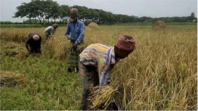 ধান, বাংলাদেশ।