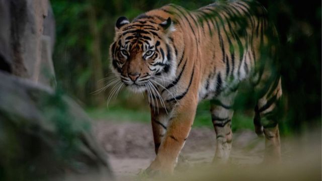 Sumatran tiger twins thriving in first public appearance at Chester Zoo -  BBC News