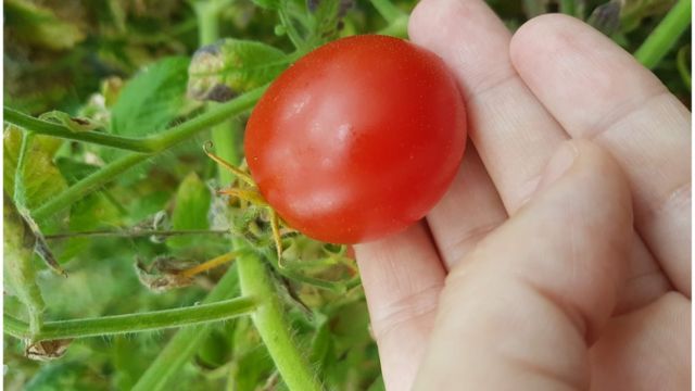 Генетически отредактированный помидор