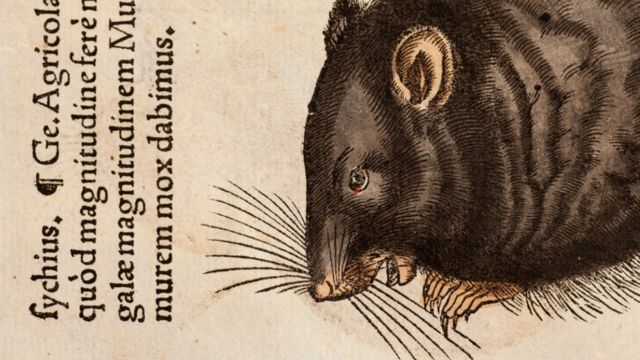 Rato em desenho feito no século 16