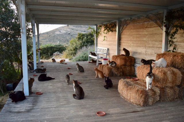 Gatos en el refugio God's Little People Cat Rescue