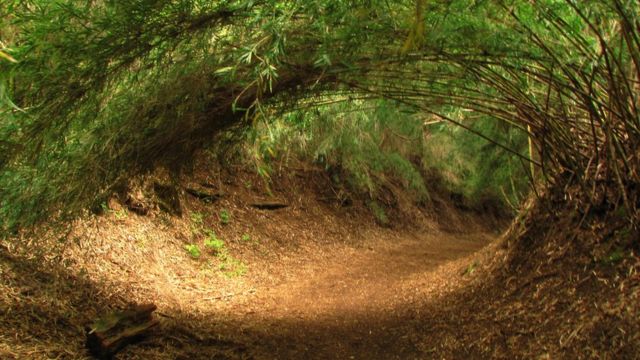 Foto de un lector de BBC Mundo por el tema "Bosques"