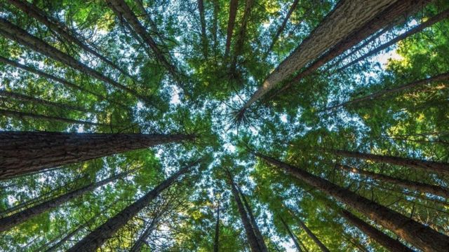 Tronco De Árvore Na Floresta Em Um Dia De Verão. Bushes E Flores