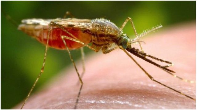 Dormir sous une moustiquaire peut aider à éradiquer le moustique vecteur du paludisme, rappelle Bill Gates.