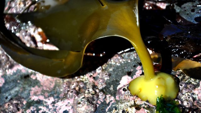 Alga hallada en una playa en la Península Antártica