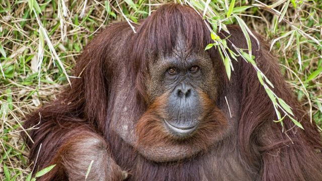 Orangután.