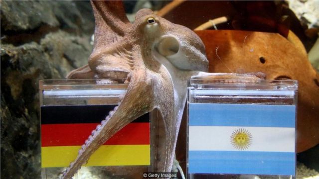 说到成功预测世界杯比赛结果的神奇动物，章鱼保罗当仁不让(Credit: Getty Images)
