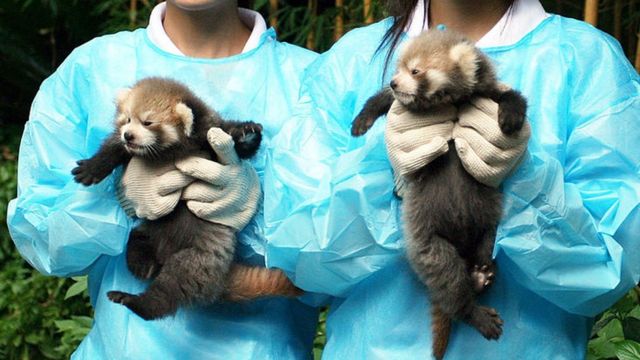 Детеныши красной панды в зоопарке в КНР