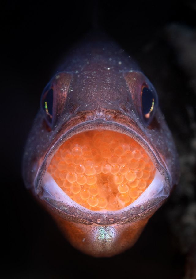 Fish 'Vincentia novaehollandiae' carrying eggs inside its mouth