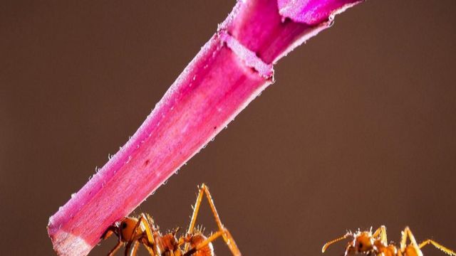 النمل يحمل أوزانا ثقيلة