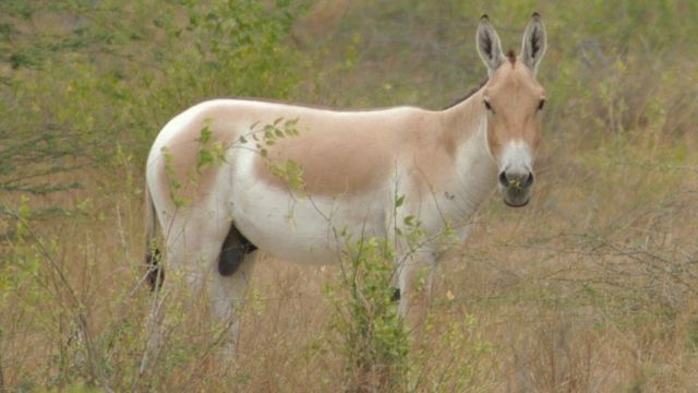 जंगली गधा, वाइल्ड ऐस, कच्छ