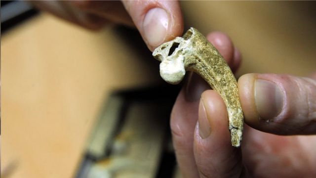 大約13萬年前，現在是克羅地亞的尼安德特人從鷹的腳趾上切下了爪子，可能用來製作首飾。