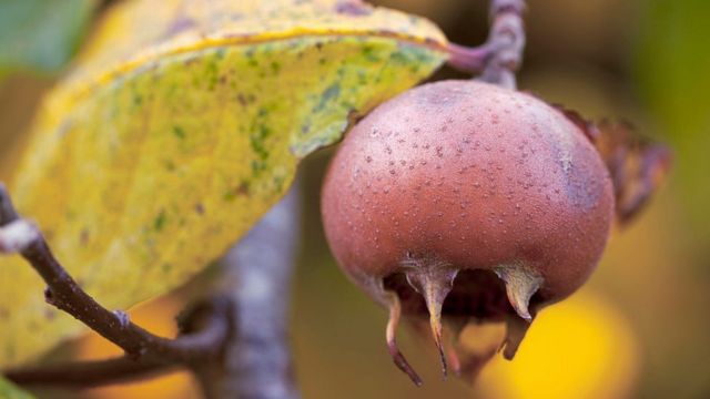 medlar, buah medlar, Eropa