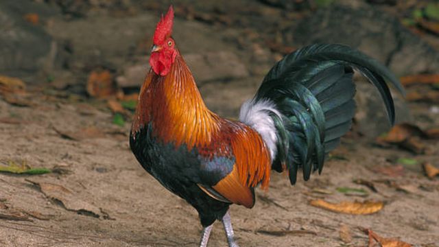 ไก่ป่าสีแดง (Red junglefowl) เป็นบรรพบุรุษของไก่บ้านหลากสายพันธุ์ที่คนเลี้ยงกันทุกวันนี้