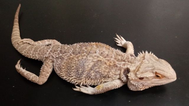 What is the lifespan of a bearded dragon in captivity