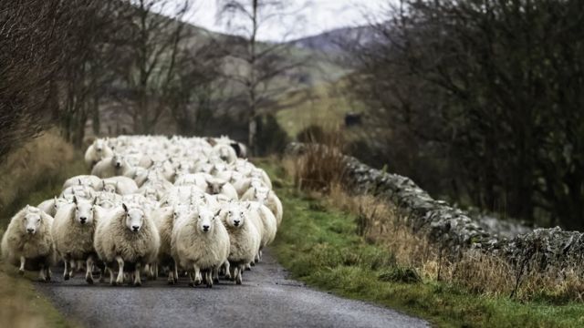 Овцы на дороге в Скоттиш-Бордерз