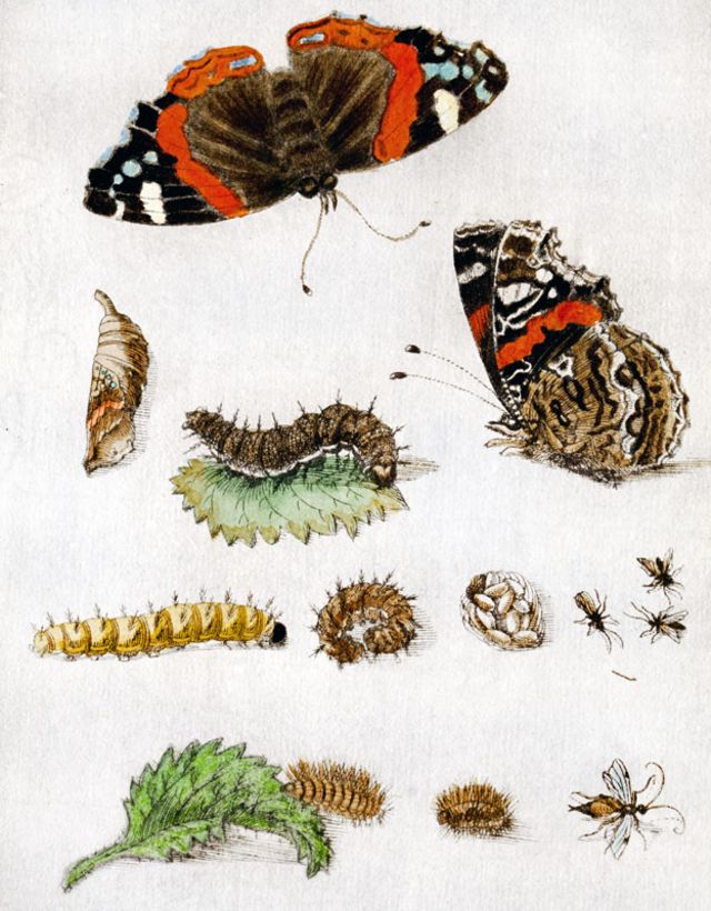 Dibujo de Maria Merian con todo sobre las mariposas