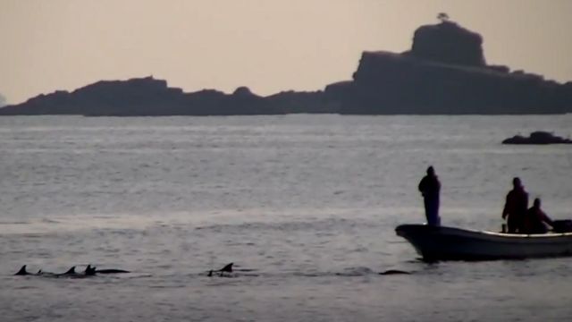 Barcos usando tortura sonora para enrurralar golfinhos e depois capturá-los em redes no Japão