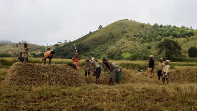 Rice farming in Mangabe