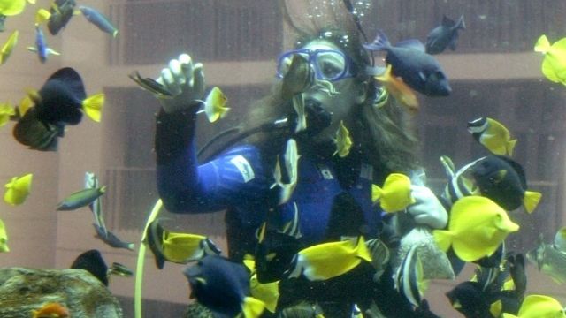 Uma mulher usando equipamento de mergulho no aquário AquaDom, cercada por peixes coloridos