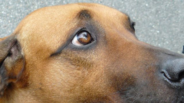 How canines capture your heart: scientists explain puppy dog eyes, Animal  behaviour