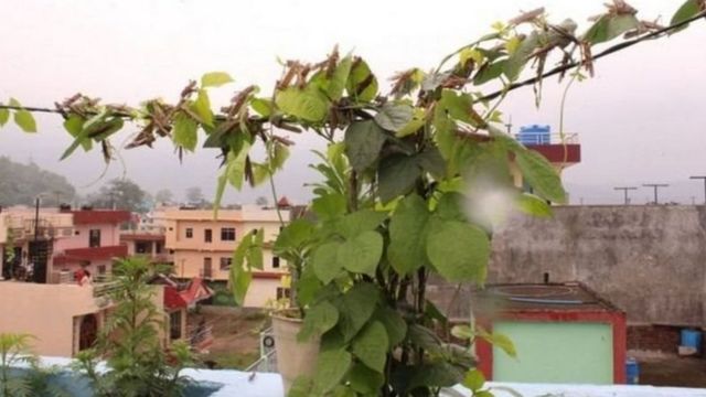 सलह