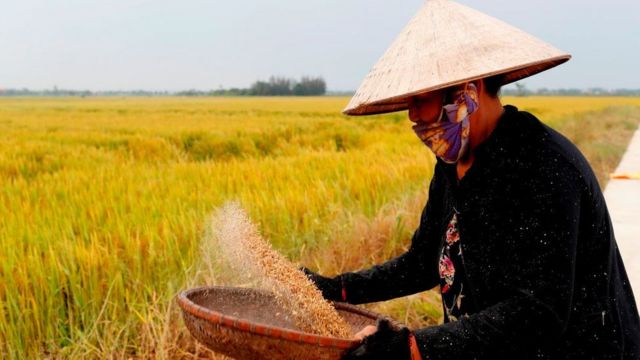 VN: Gao ngon nhat the gioi 2019 va chuyen dao nhai thuong hieu