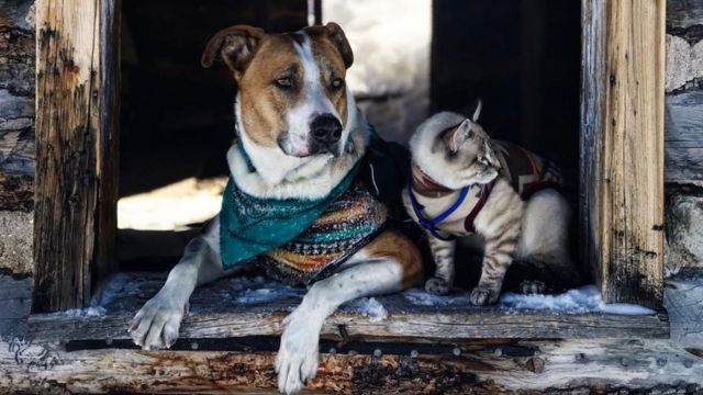 Cachorro e gato sentados em uma casa abandonada