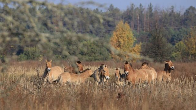 Przewalski's horses in the Chernobyl exclusion zone