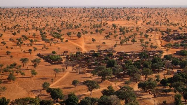 Ratusan juta pohon  di  gurun  pasir Sahara Temuan 