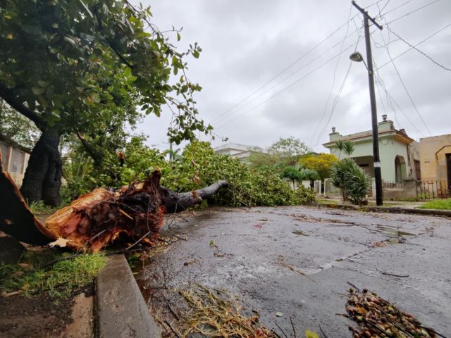 A large fallen tree in the middle of a street in Cuba.
