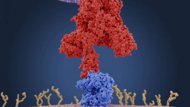 Ilustração a nível molecular de proteínas do coronavírus, representados por um conjunto de bolinhas vermelhas; se ligando aos receptores da célula humana, representados por bolinhas azuis