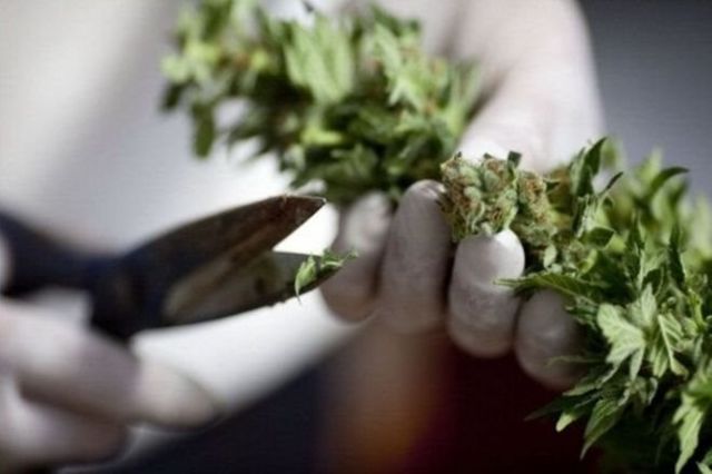 Медицинское применение марихуаны в Украине полностью запрещено
