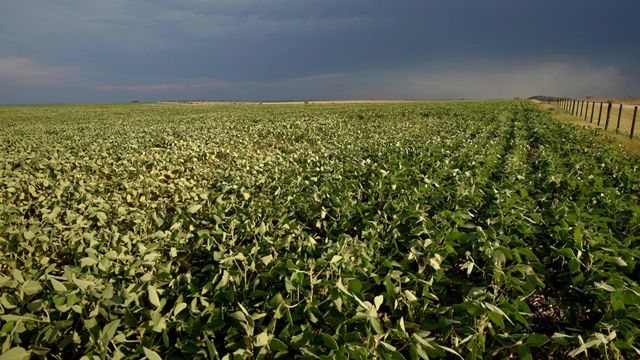 Un campo con cultivos de soja en Entre Ríos, Argentina