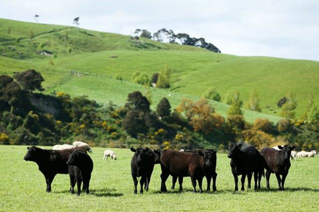 Akibat emisi gas metana dari industri besar peternakan domba dan sapi, juga karena peningkatan industri energi, Selandia Baru merupakan satu di antara negara penghasil karbon terbesar per kapita