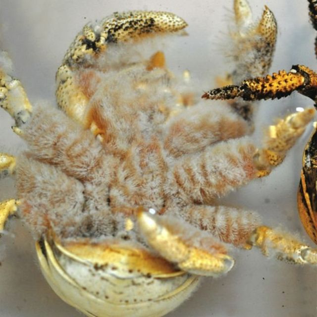Parte ventral del cangrejo conocido como "El Hoff"