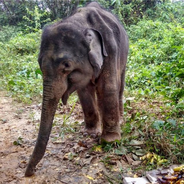 Gajah Aceh