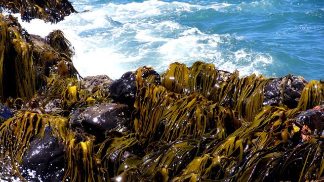 Algas sobre rocas en la Isla Rey Jorge