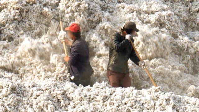 Trabajadores en un campo de algodón en Xinjiang