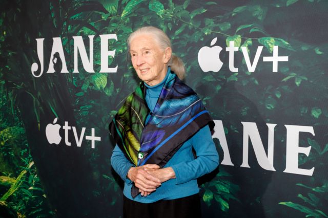 Dra. Jane Goodall en la premiere de "Jane" en el California Science Center, abril 2023, Los Angeles, California.
