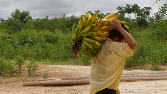 Tsimane carrega banana