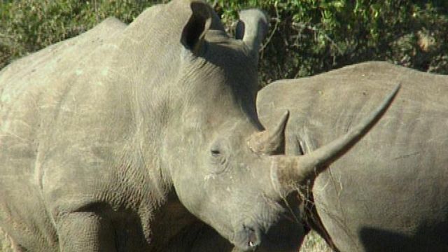 L'objectif est de faire comprendre aux braconniers qu'il n'y a plus de corne de rhinos dans le pays.
