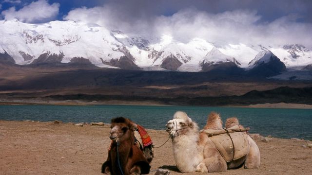 Bactrian camels at Lake Karakul on the Karakoram Highway