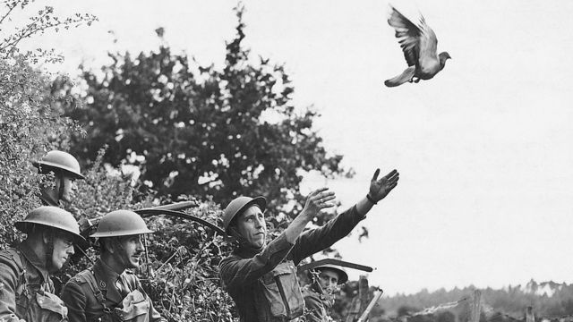 Soldados británicos enviando una paloma mensajera