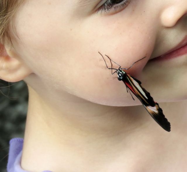 Эмануиль Каплинский, Торнхилл, Канада: "Обоюдная находка: бабочка нашла девочку, а, может быть, девочка нашла бабочку. Снимок сделан вблизи Ниагарских водопадов".
