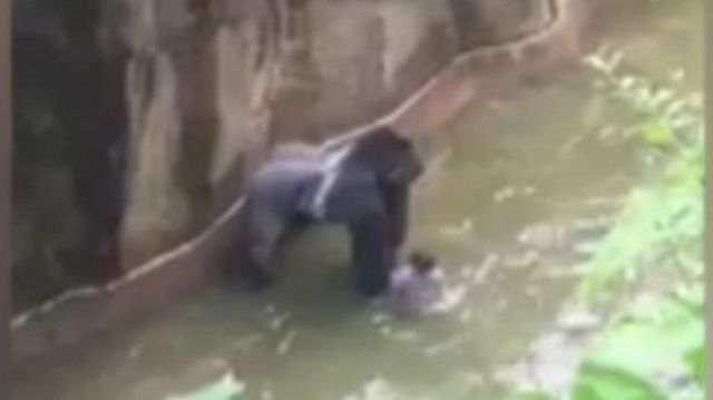 Harambe con un niño