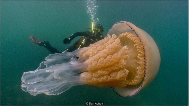 海底惊现巨大水母对人类的启示- BBC 英伦网