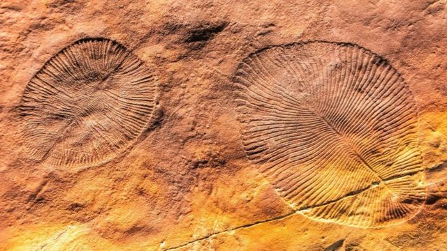 The discovery of Ediacaran biota dating back 570 million years changed our understanding of science